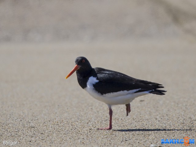 кулик сорока
18 05 21 корсаковский р-н

Просмотров: 668
Комментариев: 0