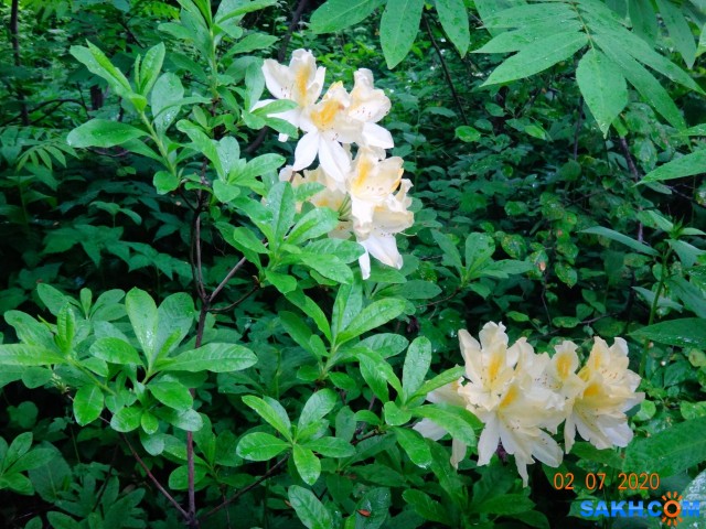 Родедендрон.

Просмотров: 477
Комментариев: 0