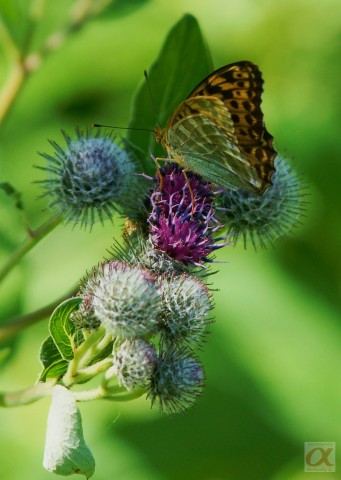 ***
Фотограф: Сергей Буркацкий

Просмотров: 688
Комментариев: 0