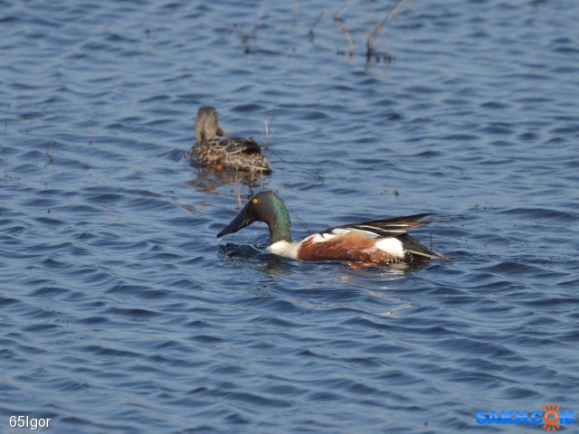широконоска или соксун
парочка

Просмотров: 530
Комментариев: 0