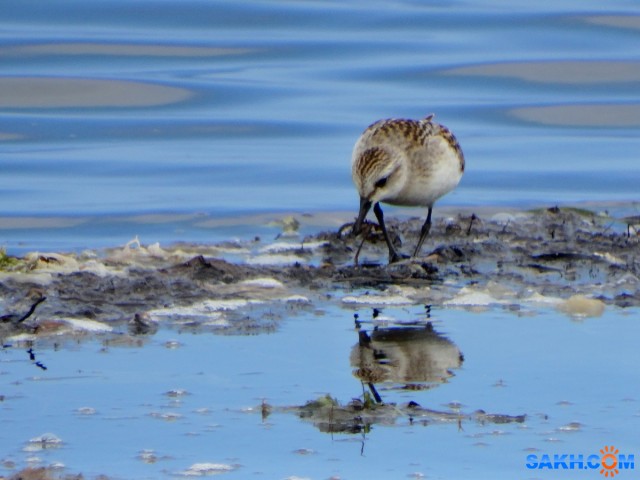 DSC00473_н

Просмотров: 603
Комментариев: 0