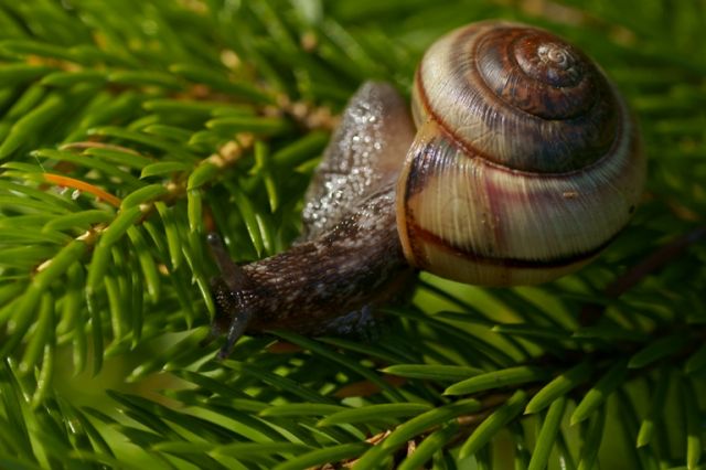 ТихохоД
Фотограф: Сергей Буркацкий

Просмотров: 1412
Комментариев: 0