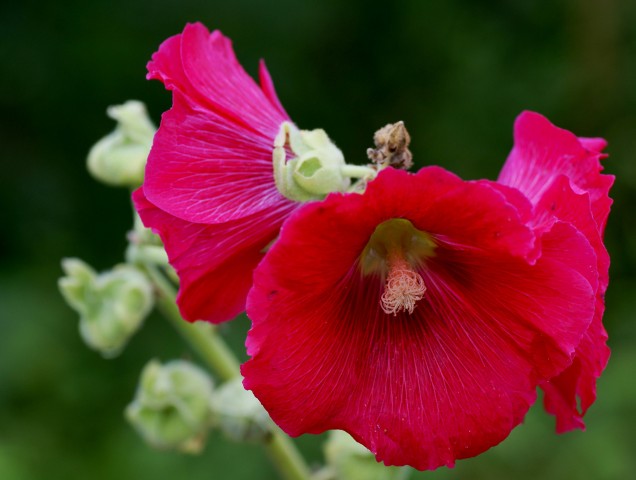 DSC01886
Фотограф: Сергей Буркацкий

Просмотров: 969
Комментариев: 0