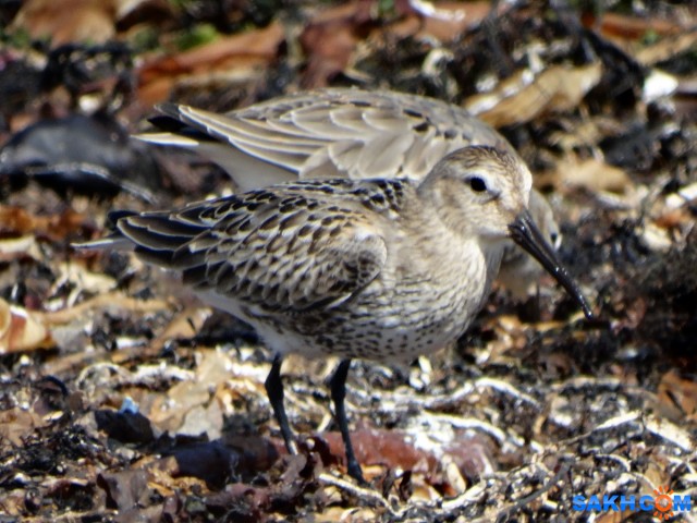 Чернозобик

Просмотров: 511
Комментариев: 0