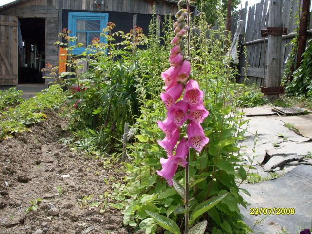 Наперстянка
Фотограф: Maricha

Просмотров: 1070
Комментариев: 1