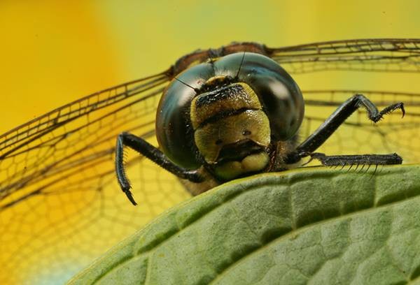 Фото 793
Фотограф: Сергей Буркацкий

Просмотров: 371
Комментариев: 0