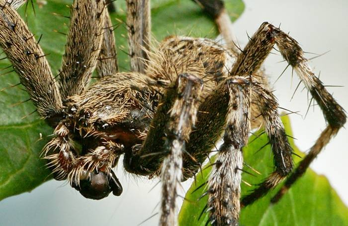 DSC02702
Фотограф: Сергей Буркацкий

Просмотров: 423
Комментариев: 0