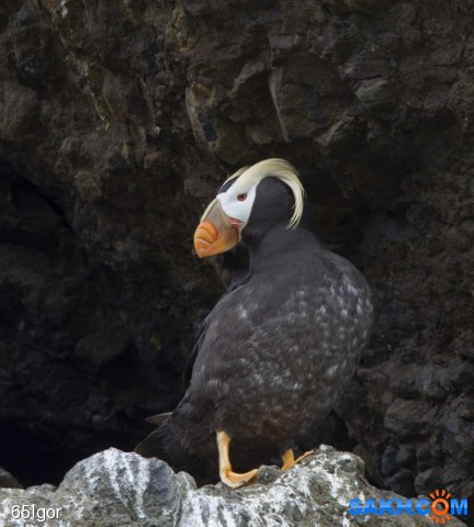 топорик или топорок
макаровский р-н сахалин

Просмотров: 428
Комментариев: 1