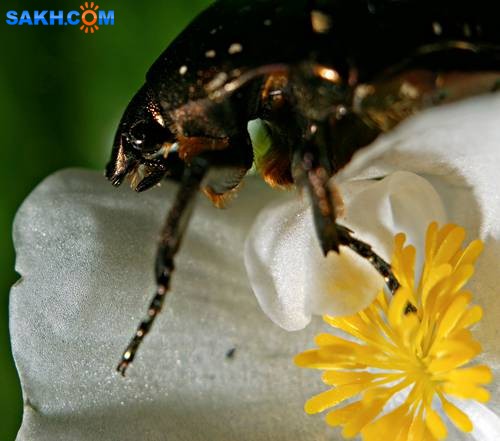 DSC05555
Фотограф: Сергей Буркацкий

Просмотров: 384
Комментариев: 0