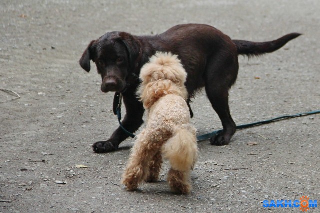 Смелая Люся

Просмотров: 594
Комментариев: 0