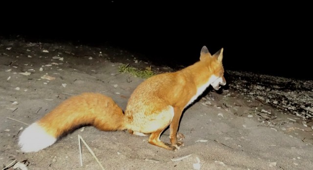 DSC05689
Фотограф: Сергей Буркацкий

Просмотров: 652
Комментариев: 0