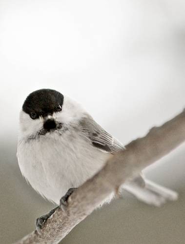 Фото 1136
Фотограф: Сергей Буркацкий

Просмотров: 535
Комментариев: 0