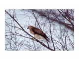 обыкновенный канюк
Фотограф: Tsygankov Yuriy

Просмотров: 691
Комментариев: 0