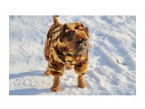 На прогулке

Просмотров: 523
Комментариев: 0