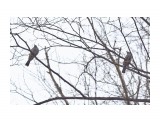 Бюльбюли рыжеухие
Фотограф: VictorV

Просмотров: 303
Комментариев: 0