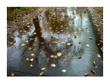 В дождь...
Фотограф: vikirin

Просмотров: 2310
Комментариев: 0