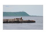 Невельские сивучи на брекватере.
Фотограф: 7388PetVladVik

Просмотров: 3889
Комментариев: 0