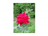 Название: DSC01672
Фотоальбом: Роза - королева цветов
Категория: Цветы
Фотограф: Тигрёнок...

Просмотров: 385
Комментариев: 0