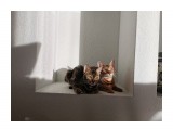 Название: IMG_20201123_094021
Фотоальбом: Разное
Категория: Животные

Время съемки/редактирования: 2020:11:23 09:40:24
Фотокамера: HUAWEI - VOG-L29
Диафрагма: f/1.6
Выдержка: 3799000/1000000000
Фокусное расстояние: 5560/1000



Просмотров: 268
Комментариев: 0