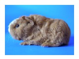 Название: Татушка
Фотоальбом: Помет "Т" от 18.03.2008
Категория: Животные

Фотокамера: OLYMPUS IMAGING CORP. - SP500UZ
Диафрагма: f/2.8
Выдержка: 10/20
Фокусное расстояние: 63/10
Светочуствительность: 229


Просмотров: 748
Комментариев: 1