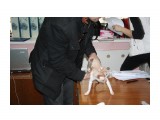 Название: че ты собралась смотреть?
Фотоальбом: выставка кошек 20.12.09
Категория: Животные

Время съемки/редактирования: 2009:12:20 15:25:44
Фотокамера: Canon - Canon EOS 1000D
Диафрагма: f/4.5
Выдержка: 1/60
Фокусное расстояние: 35/1
Светочуствительность: 400


Просмотров: 834
Комментариев: 0