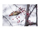 Самочка
Фотограф: Tsygankov Yuriy
Японский свиристель

Просмотров: 364
Комментариев: 0