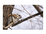 Белка-летяга или летучая белка (Pteromys volans)
Фотограф: Tsygankov Yuriy
Модница:)

Просмотров: 1132
Комментариев: 1
