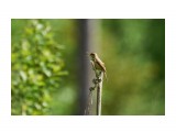 Чернобровая камышевка
Фотограф: VictorV

Просмотров: 370
Комментариев: 0