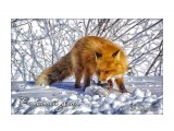 Рыбный день

Просмотров: 3548
Комментариев: 
