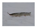 Загадывай желание
Фотограф: domovoi

Просмотров: 6013
Комментариев: 6