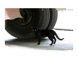 черный кот

Просмотров: 1860
Комментариев: 0