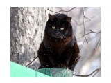Черный кот

Просмотров: 2291
Комментариев: 6