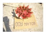 осы

Просмотров: 544
Комментариев: 0