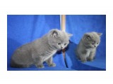 Название: кошка 1
Фотоальбом: котята
Категория: Животные

Время съемки/редактирования: 2012:04:15 15:32:30
Фотокамера: Canon - Canon EOS 1000D
Диафрагма: f/4.0
Выдержка: 1/60
Фокусное расстояние: 25/1



Просмотров: 492
Комментариев: 0