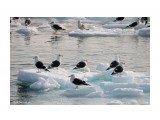 Название: Морские картинки.
Фотоальбом: Птички Сахалина
Категория: Природа
Фотограф: 7388PetVladVik

Время съемки/редактирования: 2021:03:18 11:45:22
Фотокамера: Canon - Canon EOS 750D
Диафрагма: f/8.0
Выдержка: 1/500
Фокусное расстояние: 250/1



Просмотров: 2586
Комментариев: 0