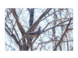 Большая горлица
Фотограф: VictorV

Просмотров: 493
Комментариев: 0