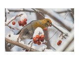 Щур, самка
Фотограф: VictorV

Просмотров: 478
Комментариев: 0