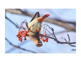:))
Фотограф: VictorV
Амурский свиристель

Просмотров: 446
Комментариев: 0