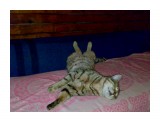 Название: Фото393
Фотоальбом: котэ
Категория: Животные

Фотокамера: Nokia - N73
Диафрагма: f/2.8
Выдержка: 59000/1000000
Фокусное расстояние: 56/10
Светочуствительность: 640


Просмотров: 945
Комментариев: 2