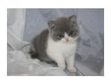 Название: 7
Фотоальбом: помет К биколорные британцы
Категория: Животные

Время съемки/редактирования: 2013:04:21 18:02:22
Фотокамера: Canon - Canon EOS 1000D
Диафрагма: f/4.0
Выдержка: 1/60
Фокусное расстояние: 25/1



Просмотров: 892
Комментариев: 0