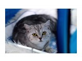 Название: Не глаза, а глазища
Фотоальбом: Картинки с выставки (кошки) ЮСХ 30-10-2016
Категория: Животные

Время съемки/редактирования: 2016:10:30 16:16:55
Фотокамера: NIKON CORPORATION - NIKON D3200
Диафрагма: f/1.6
Выдержка: 10/2500
Фокусное расстояние: 500/10



Просмотров: 706
Комментариев: 0