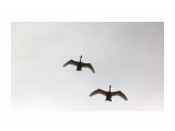 Лебеди.. за Восходом сели...
Фотограф: vikirin

Просмотров: 1250
Комментариев: 0