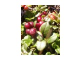 Фото-0017
дары Сахалинской природы!

Просмотров: 3004
Комментариев: 