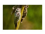Малый острокрылый дятел
Фотограф: VictorV
Japanese Pygmy Woodpecker

Просмотров: 730
Комментариев: 0