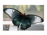 Papilio memnon

Просмотров: 1494
Комментариев: 1