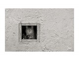 Маленькое кошачье счастье

Просмотров: 677
Комментариев: 0