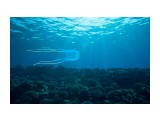 Название: thai-jellyfish_3016761b_0
Фотоальбом: Разное
Категория: Море
Описание: Самая ядовитая медуза в мире.

Просмотров: 504
Комментариев: 0