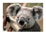 Название: Koala
Фотоальбом: Разное
Категория: Животные

Просмотров: 335
Комментариев: 0