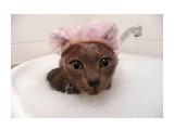 Мяу :))

Просмотров: 663
Комментариев: 0