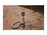 a snake*

Просмотров: 3463
Комментариев: 0